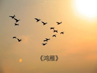 《鸿雁》课件