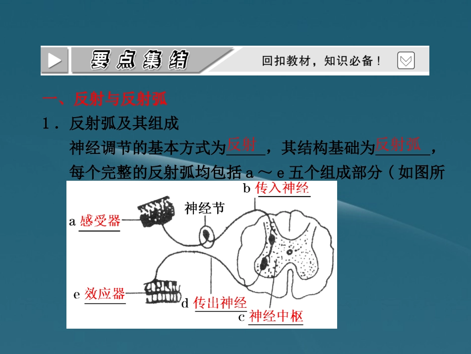 四川省成都市高考生物一轮复习-必修部分-第四章第二节人和高等动物生命活动的调节-(二、神经调节与动物行_第3页