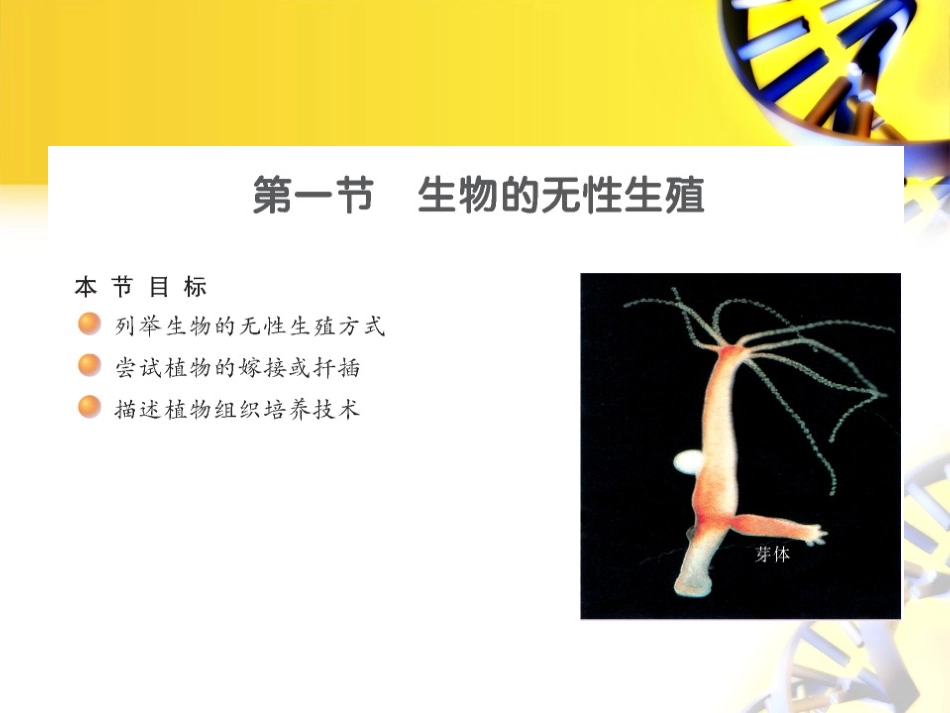 第一节生物的无性生殖_第2页