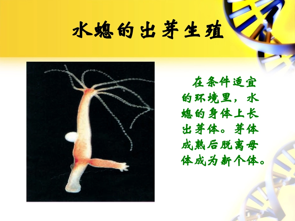 第一节生物的无性生殖_第3页