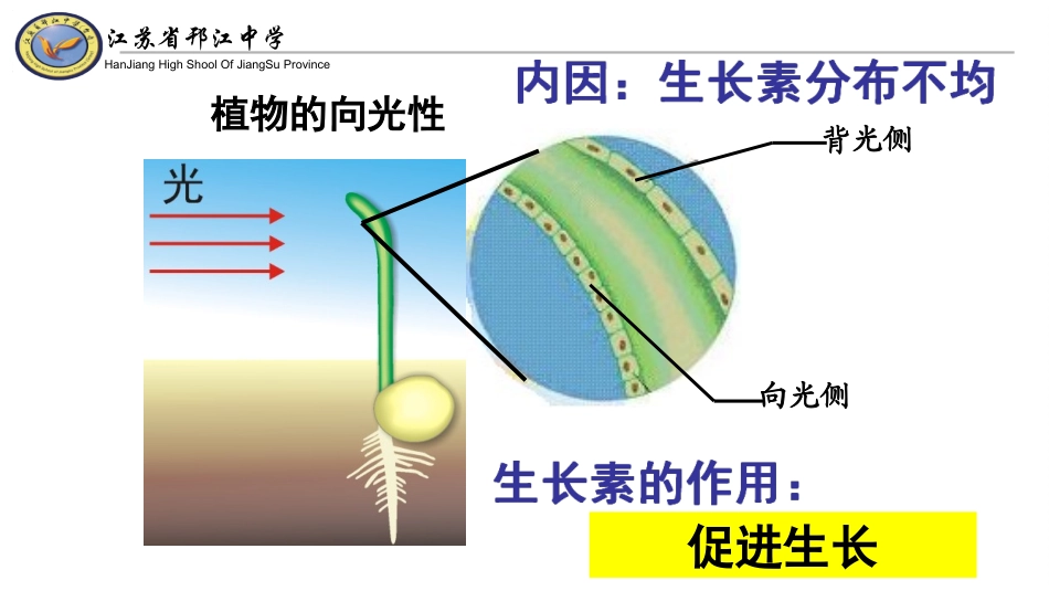 生长素的特性与生理作用-(2)_第2页