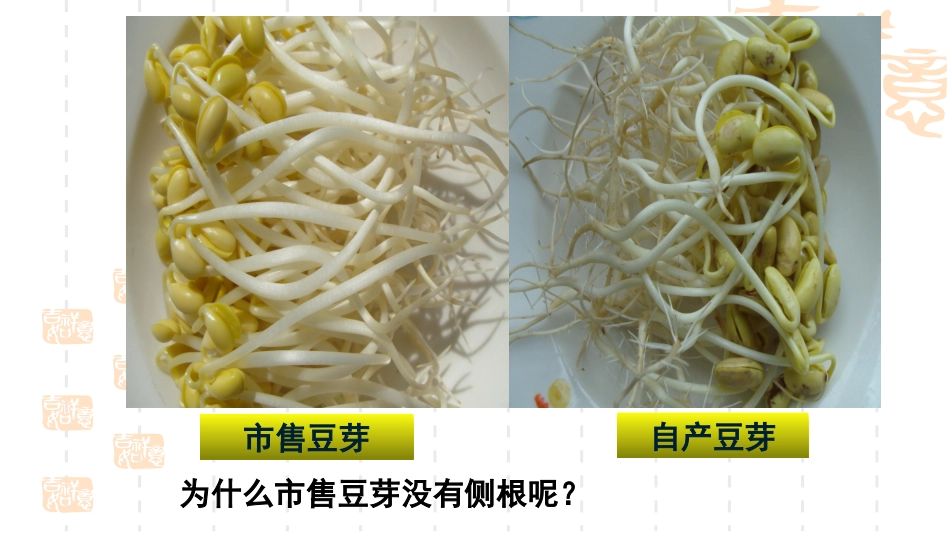 生长素的特性与生理作用-(2)_第3页