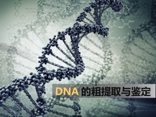 课题1-DNA的粗提取与鉴定