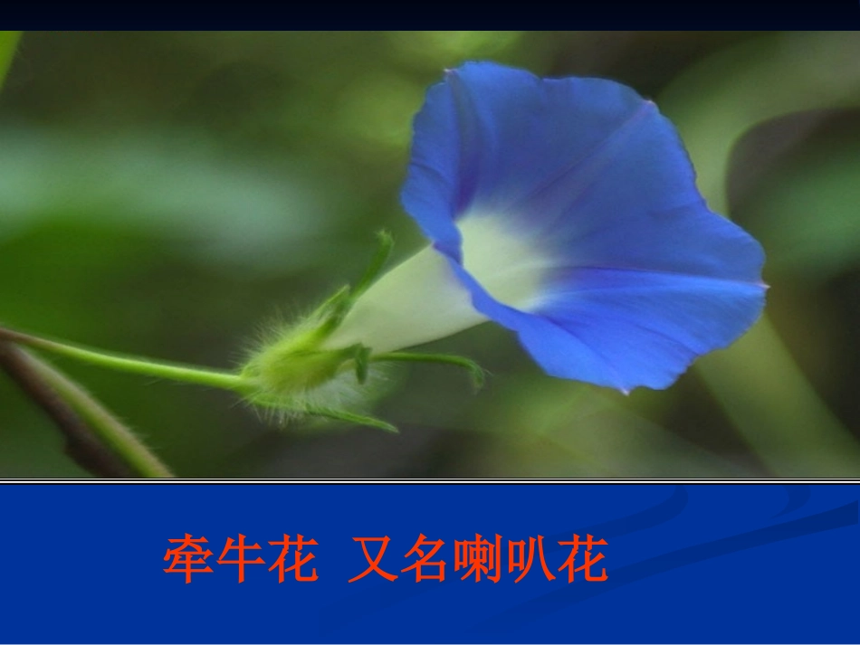 三年级语文上册第四组13.花钟第一课时课件_第1页