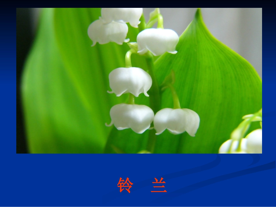 三年级语文上册第四组13.花钟第一课时课件_第3页