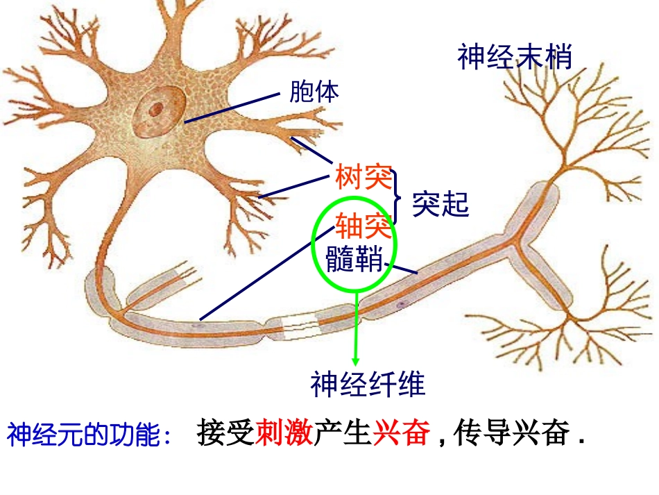 高中生物-2.2人体生命活动的调节(神经调节)课件-苏教版必修3_第3页