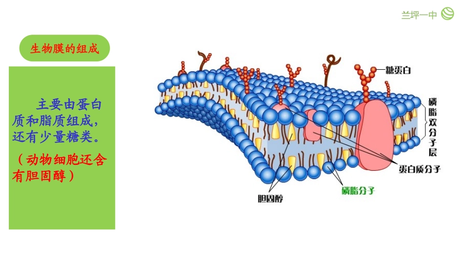第一节细胞膜的结构与功能_第3页