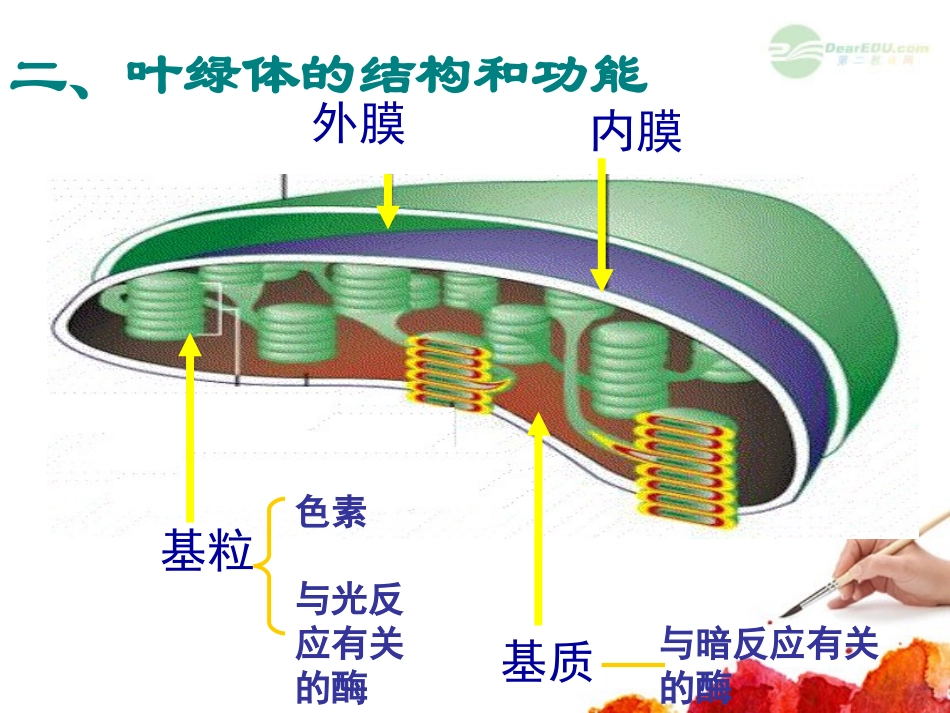 高中生物-3.5《光合作用》课件-2课件-浙科版必修1_第3页