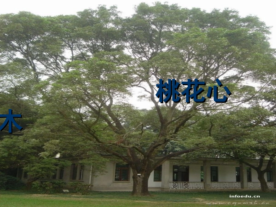 3-桃花心木_第1页