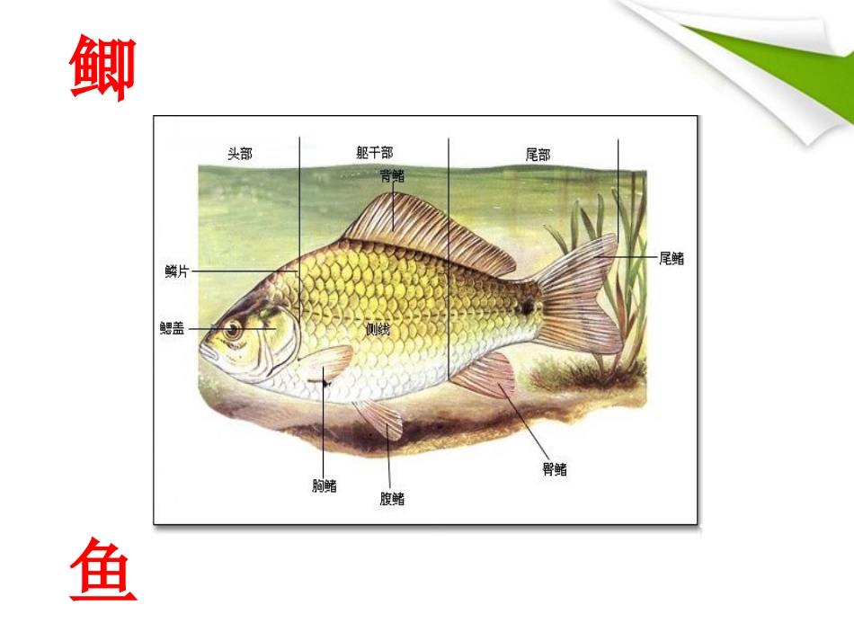 八年级生物上册-第一节水中生活的动物课件-人教新课标版_第3页