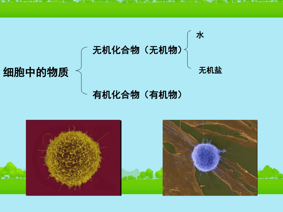 高中生物《有机化合物与生物大分子》课件16-浙科版必修1_第2页