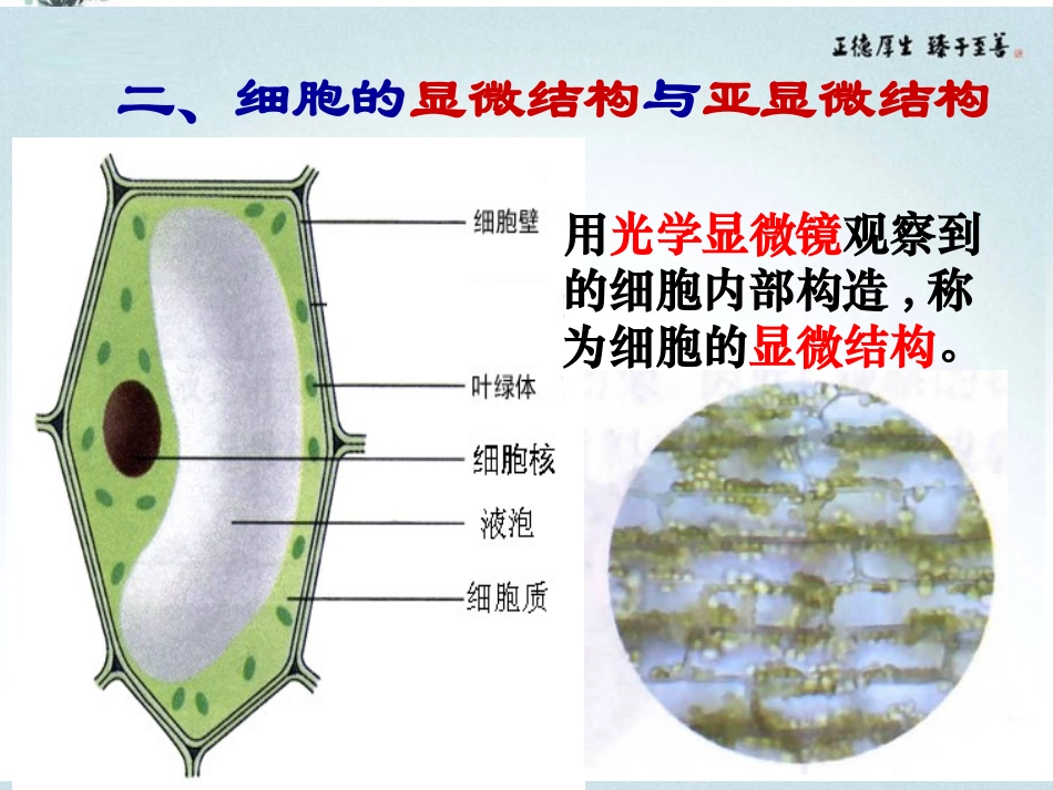 高中生物一轮复习-细胞器课件-新人教版必修1_第3页