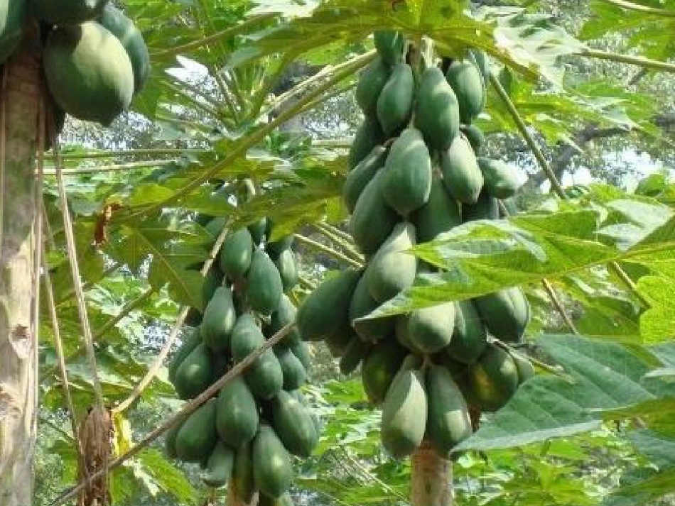 唱歌木瓜恰恰恰_第2页