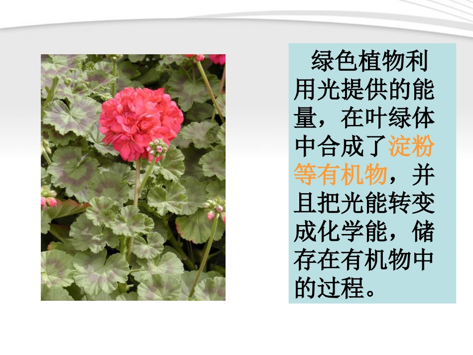 绿色植物与生物圈中的碳氧平衡._第2页