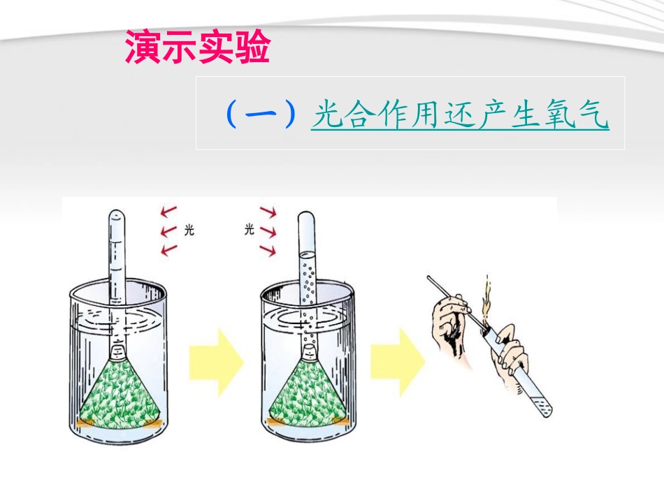 绿色植物与生物圈中的碳氧平衡._第3页