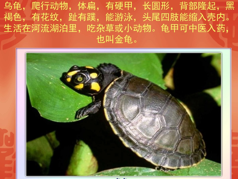 (教科版)二年级语文上册课件-小乌龟找工作-2_第2页