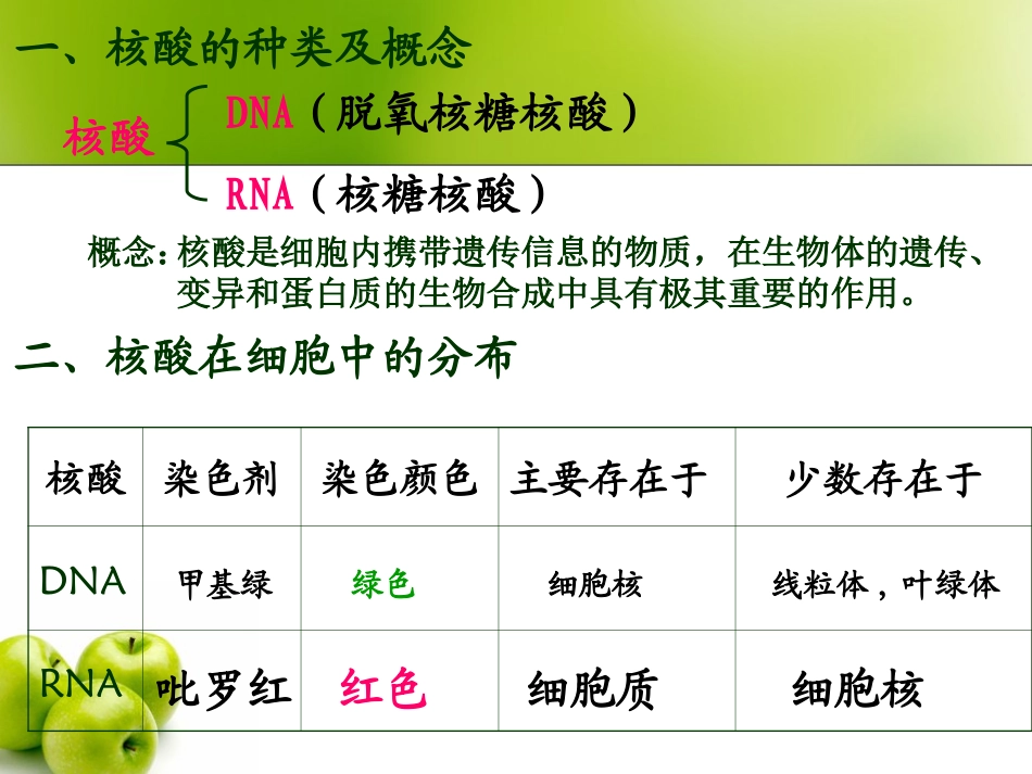2.3-遗传信息的携带者—核酸-陈新妹_第3页