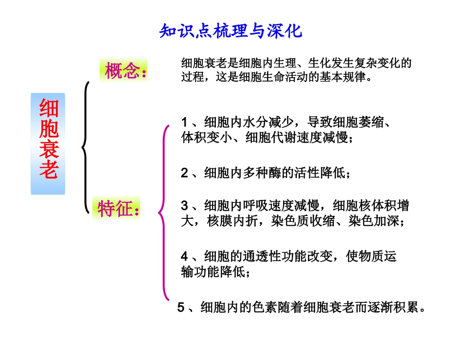 细胞的分化、衰老和凋亡_第3页