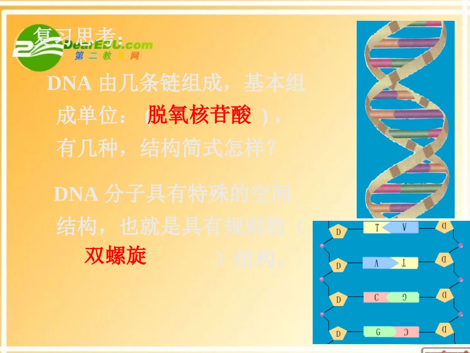 高中生物-DNA的复制-课件2人教版必修2_第2页