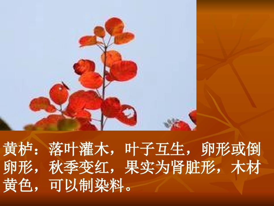 香山红叶的课件_第2页