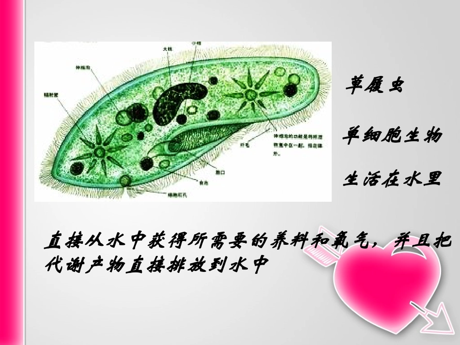 细胞生活的环境(1)_第2页