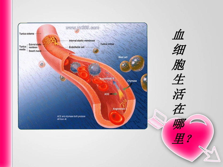 细胞生活的环境(1)_第3页