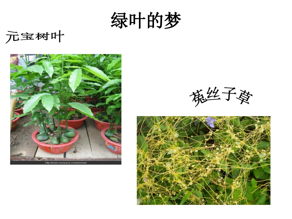 《绿叶的梦》课件-_第1页