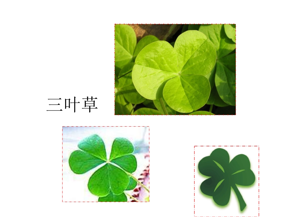 《绿叶的梦》课件-_第2页