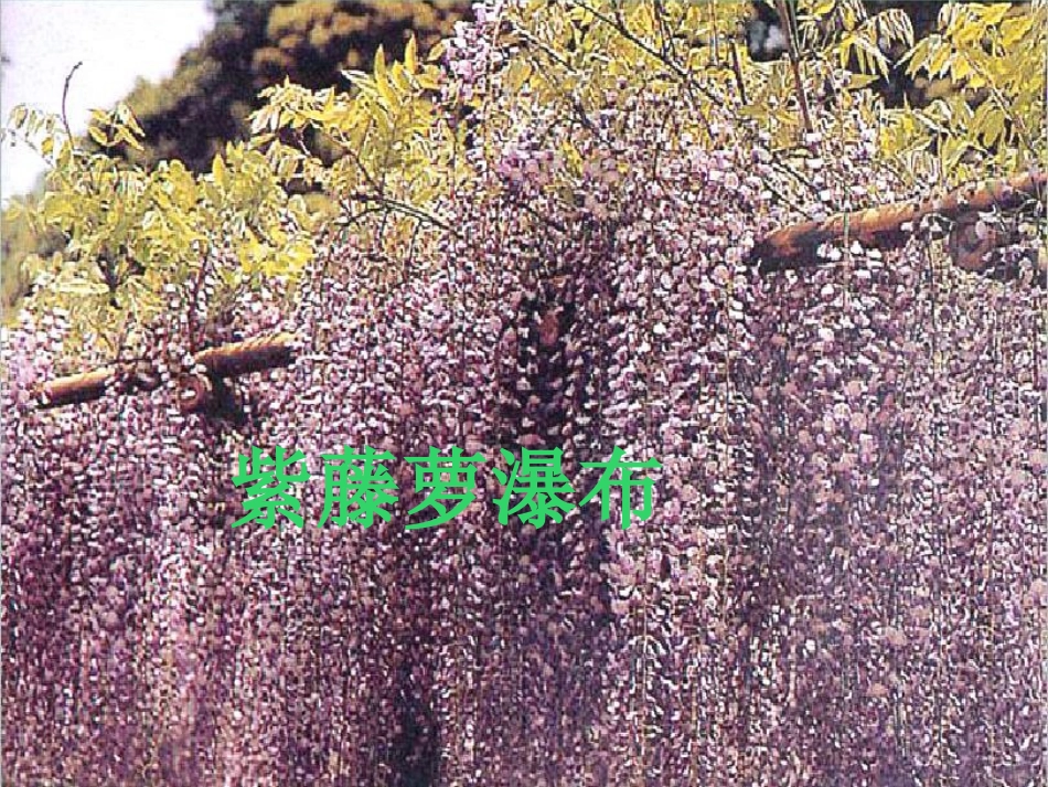 《紫藤萝瀑布》语文七上_第1页