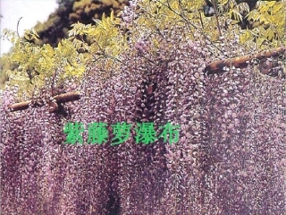 《紫藤萝瀑布》语文七上