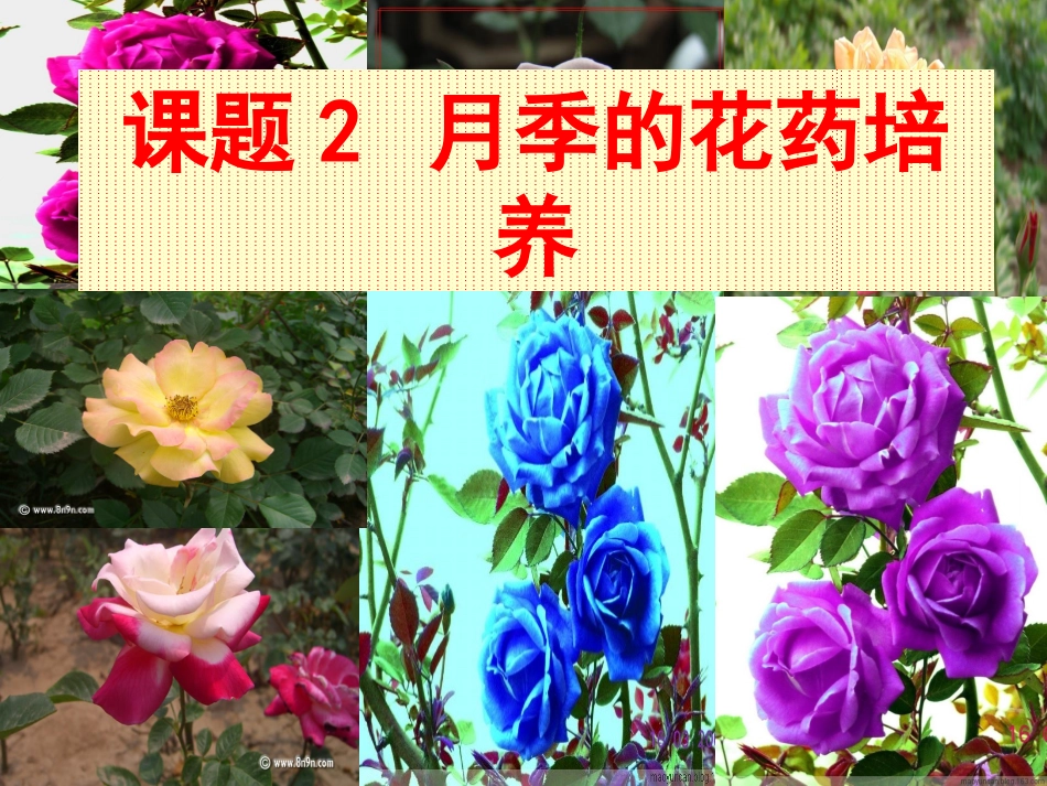 课题2-月季的花药培养-(3)_第1页