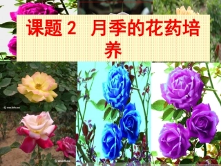 课题2-月季的花药培养-(3)