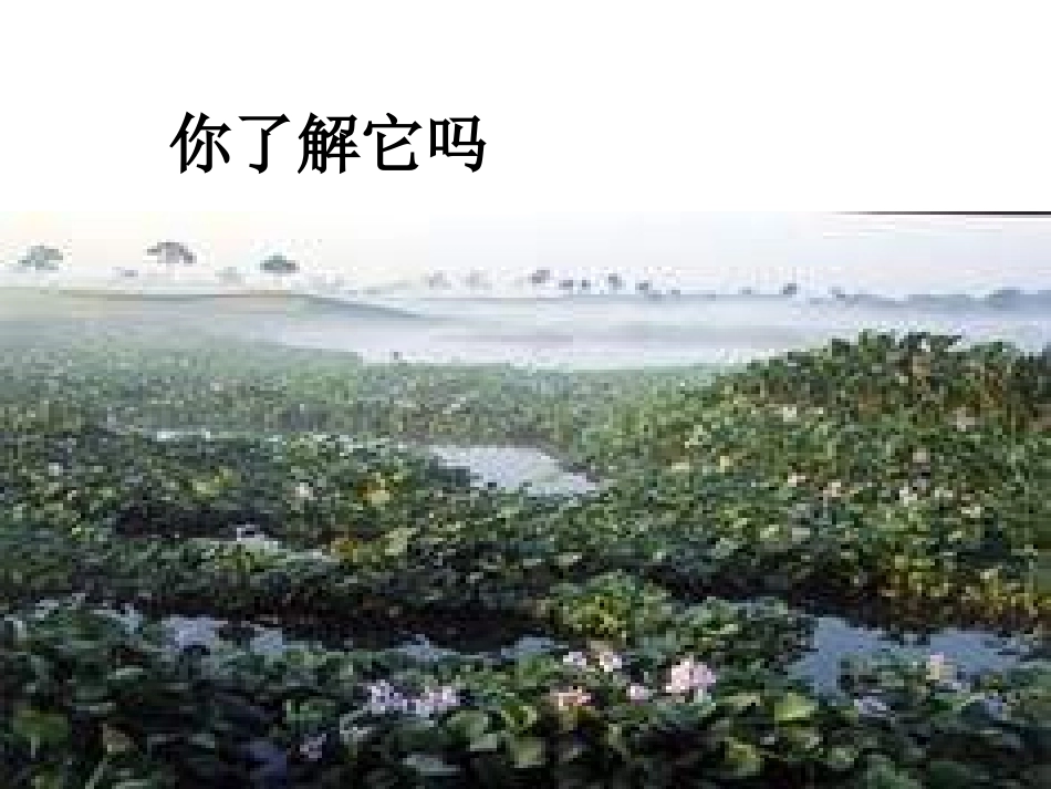 八年级语文生物入侵者1_第3页