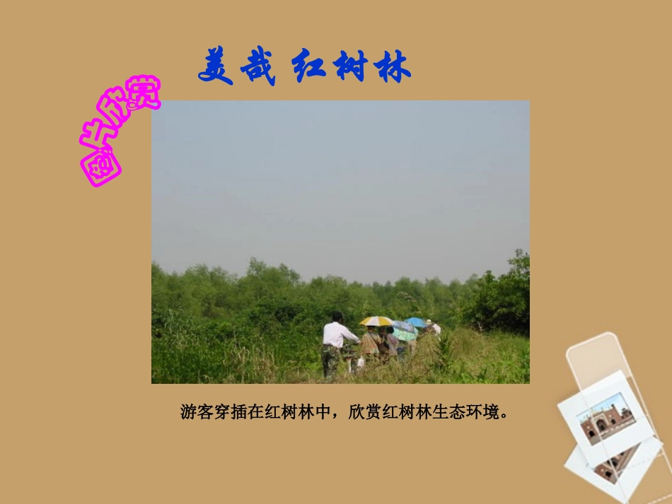 五年级语文上册课件红树林1课件北师大版(1)(1)_第3页