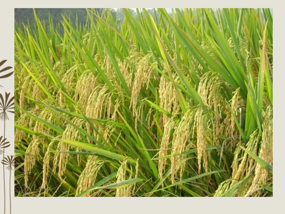 云南省祥云县禾甸中学八年级语文《金黄的稻束》课件_第1页