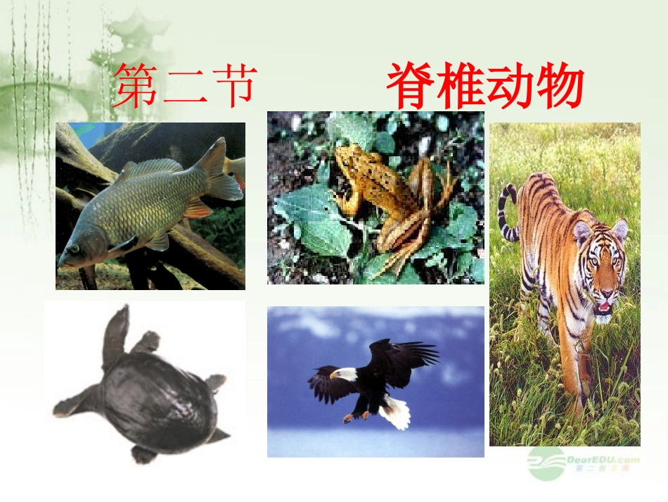 七年级科学上册《常见的动物》课件3-浙教版_第1页
