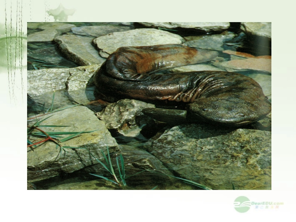 七年级科学上册《常见的动物》课件3-浙教版_第3页