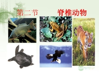 七年级科学上册《常见的动物》课件3-浙教版