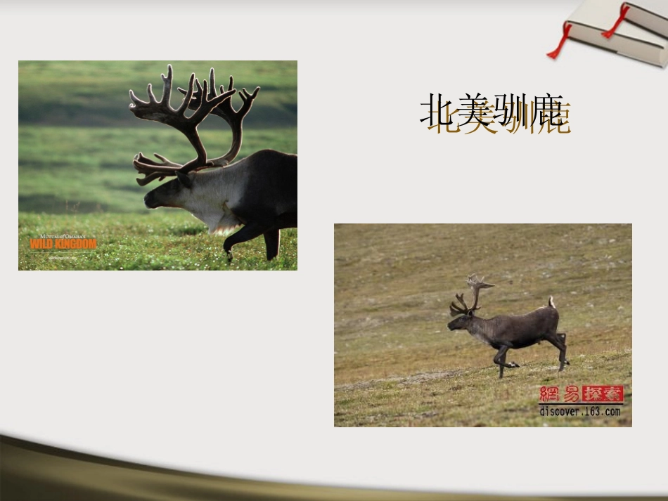 八年级生物上册-第17章第1节动物在生物圈中的作用课件-北师大版_第2页