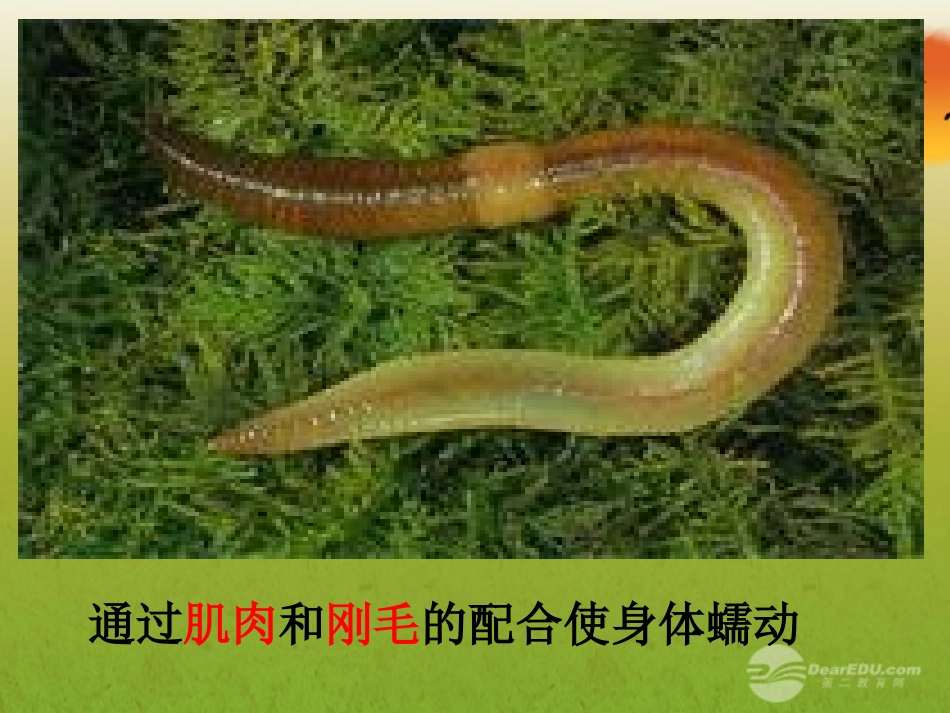 广西灵山县陆屋中学八年级生物上册《动物的运动》课件-人教新课标版_第2页