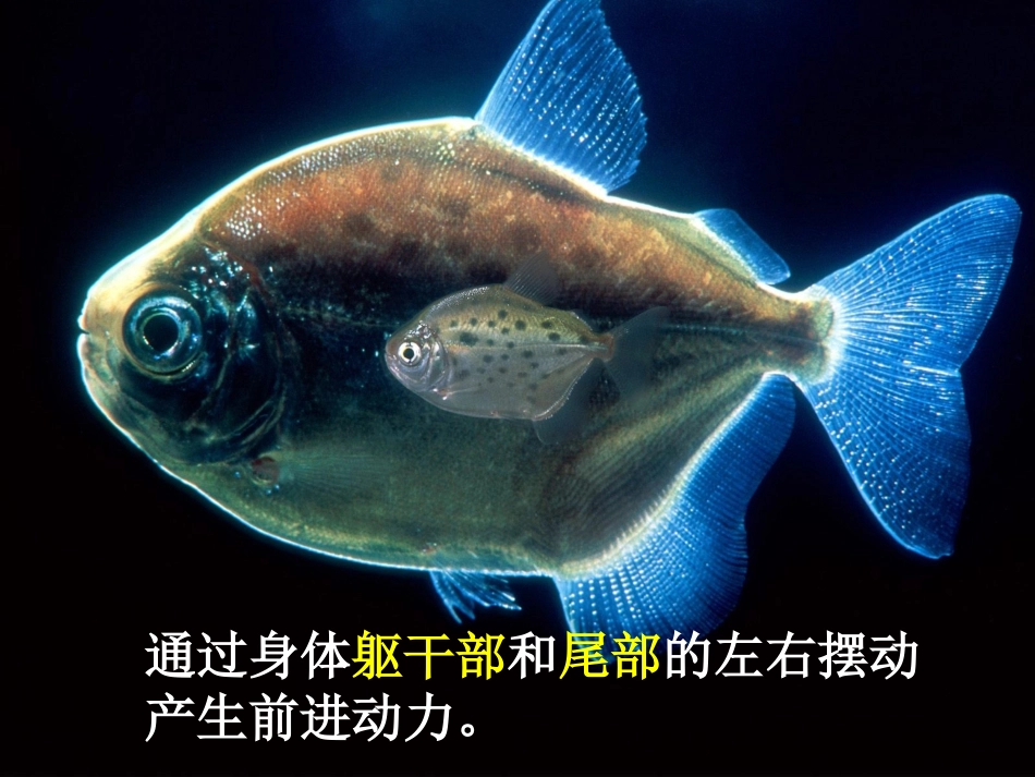 广西灵山县陆屋中学八年级生物上册《动物的运动》课件-人教新课标版_第3页