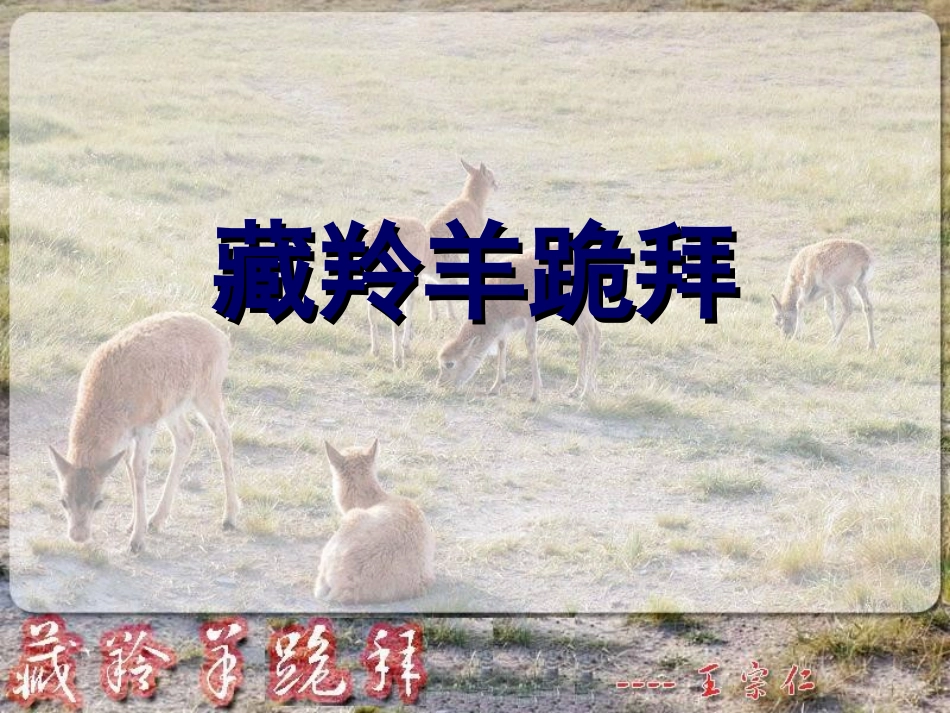 -藏羚羊跪拜_第1页