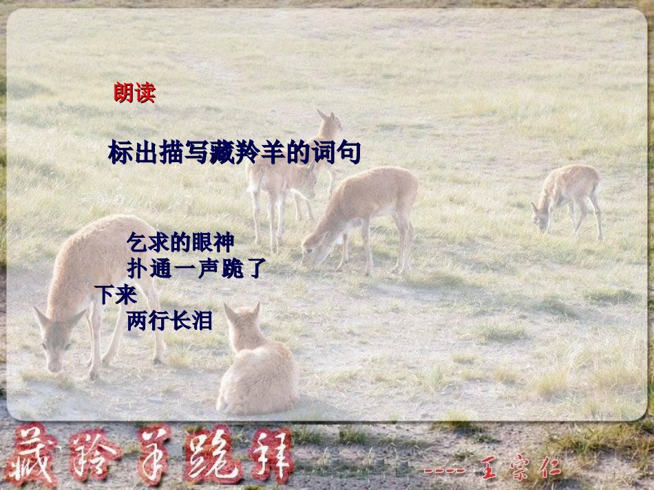 -藏羚羊跪拜_第3页