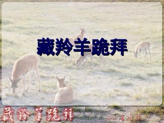 -藏羚羊跪拜