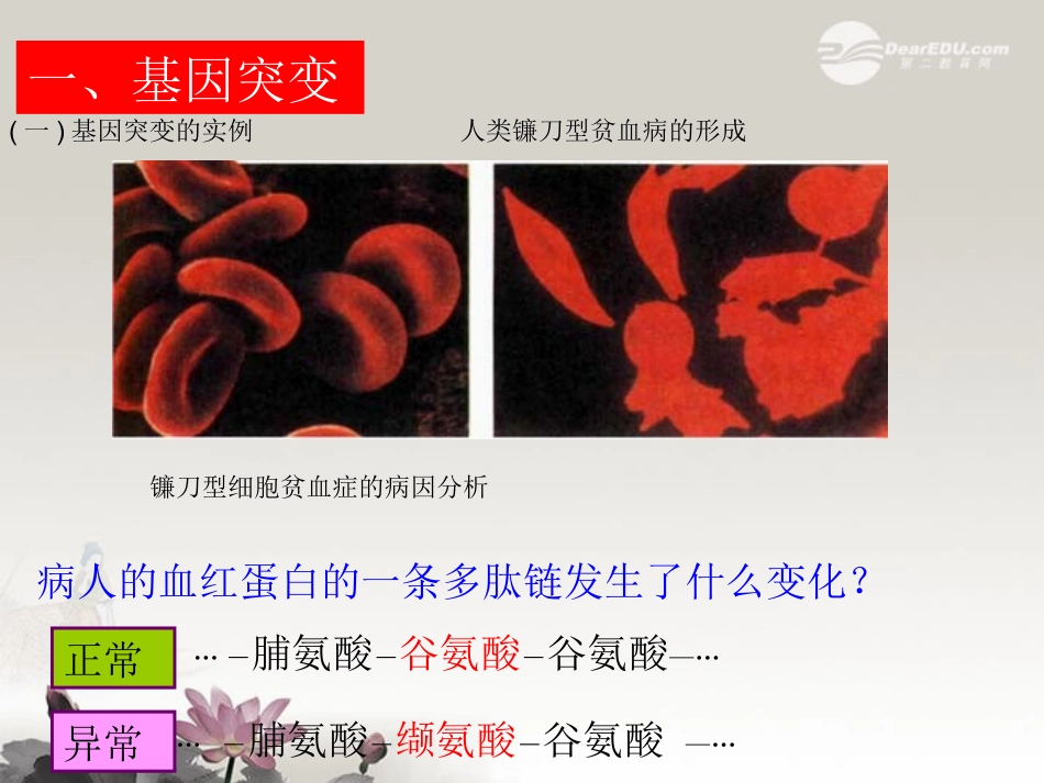 陕西地区2012高中生物复习资料-第5章第1节《基因突变和基因重组》课件-新人教版必修2_第3页