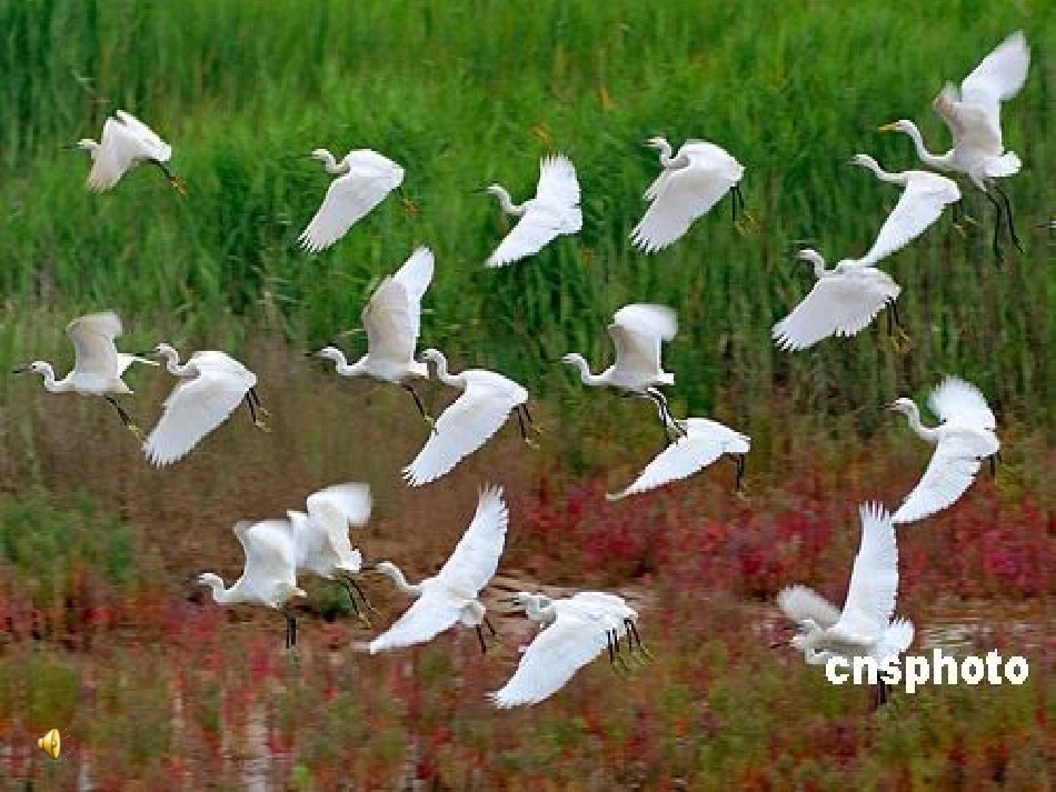 第一节种群的特征-(3)_第1页