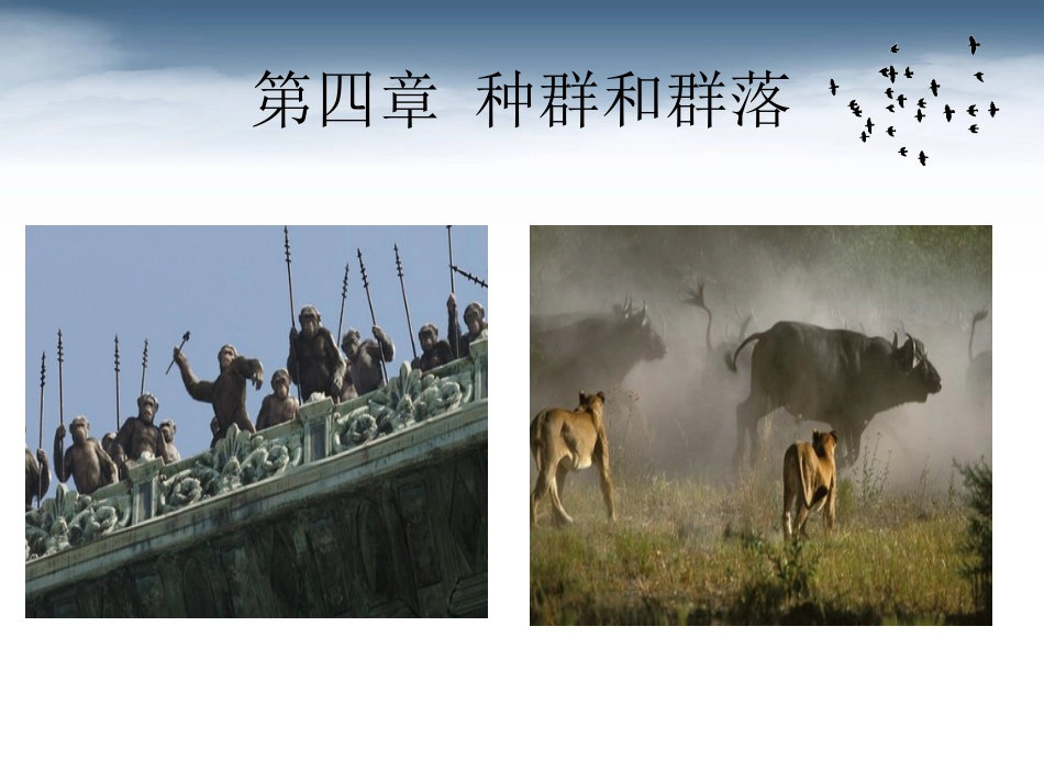 第一节种群的特征-(3)_第2页