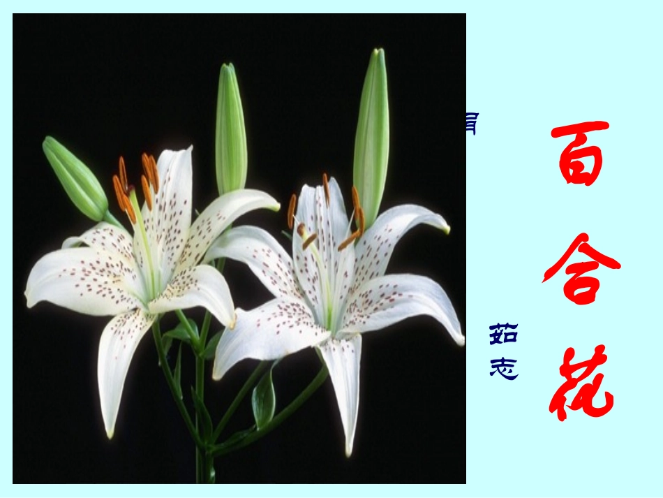 九年级语文上册-4.15《百合花》课件-北京课改版_第1页