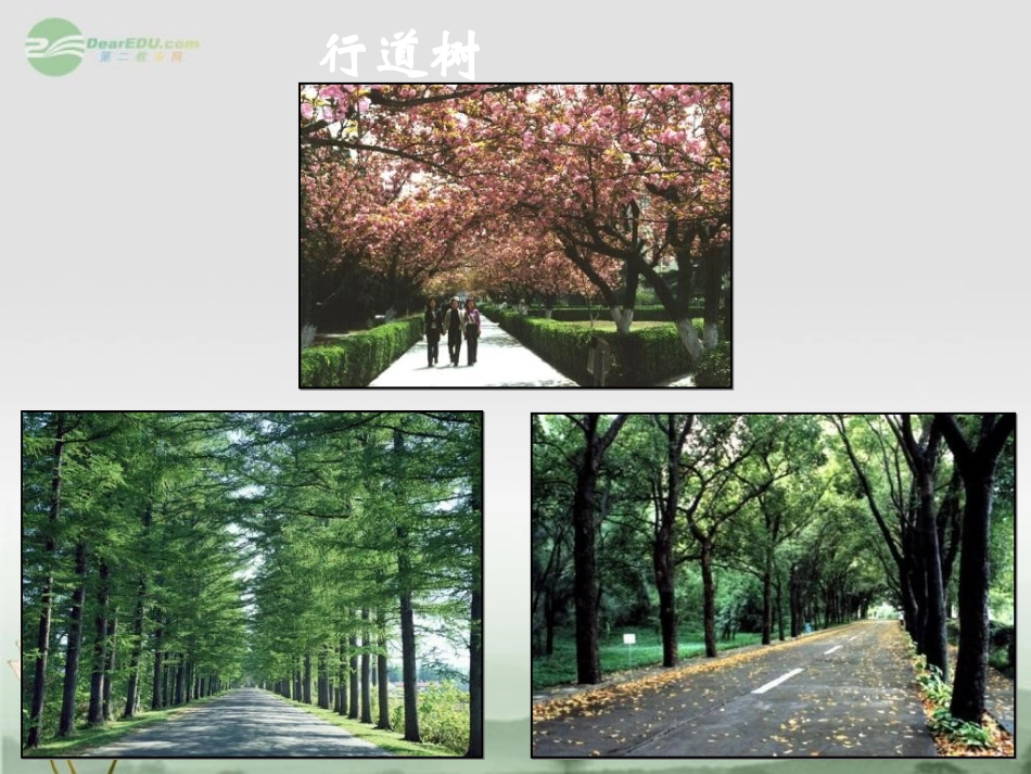 浙江省江山市峡口初级中学七年级语文上册《行道树4》课件-人教新课标版_第3页