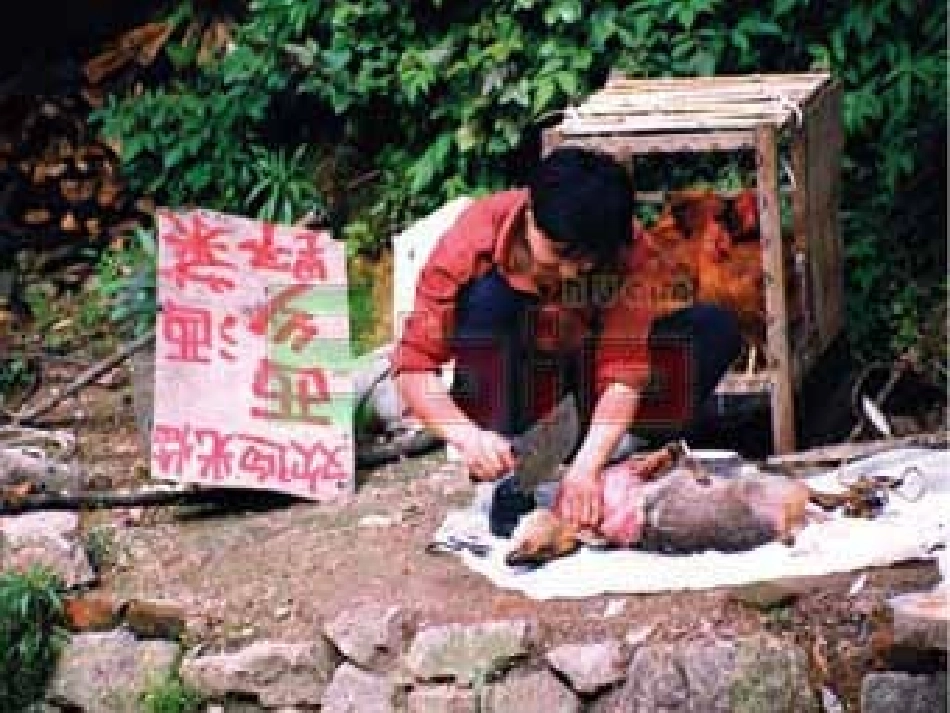 敬畏自然ppt_第3页